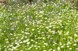 Puisi tentang alam : bunga yang sedang bermekaran